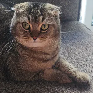 Looking for housekeeper