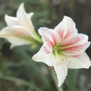 Experienced Domestic Helper looking for a job!