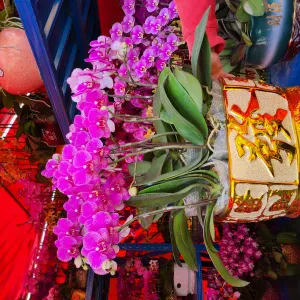 Expat family looking for child carer