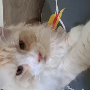 1 adult and 2 kids, 4 cats.