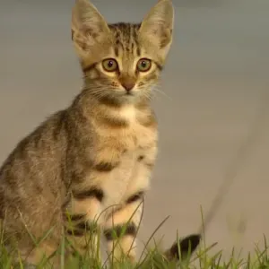 Part time house maid and babysitter 