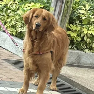 Seeking Helper – Must Love Dogs