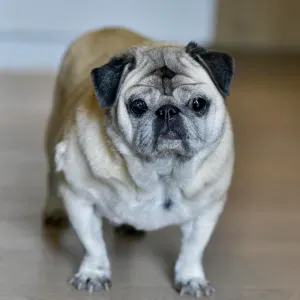 Looking for a helper to join our family 