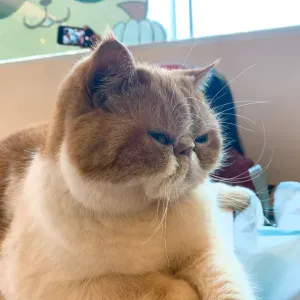 Domestic Helper / Nanny