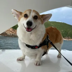 experienced female  domestic helper based in HK