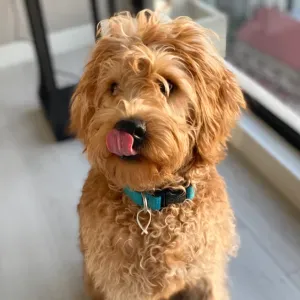 Second Helper - Full time domestic helper