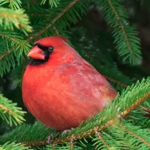 LOOKING FOR HOUSE MADE