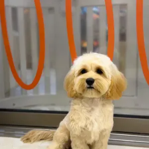 House keeper (no child,1 pet) in North Point to start ASAP