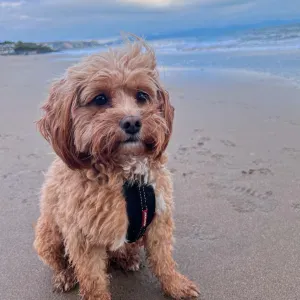 Helper for Western family - FINISHED CONTRACT ONLY