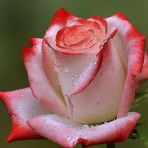 Household and 5yrs kid