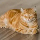 Finished Contract Helper - Cats & Turtles Lover
